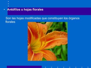 • Antófilos u hojas florales
Son las hojas modificadas que constituyen los órganos
florales
 