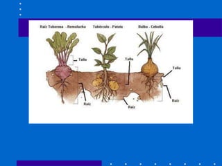 Morfologia vegetal electiva