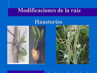 Haustorios
Modificaciones de la raíz
 