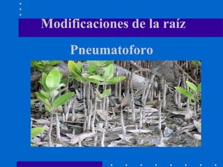 Pneumatoforo
Modificaciones de la raíz
 