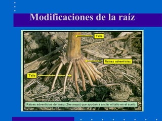 Modificaciones de la raíz
 
