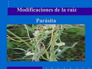 Parásita
Modificaciones de la raíz
 