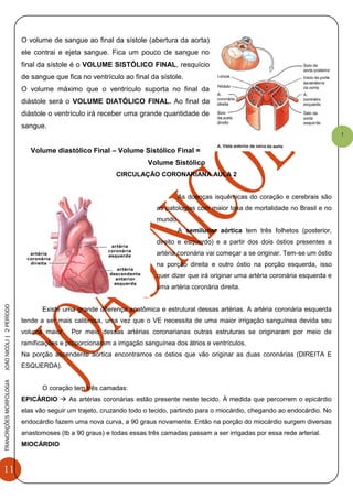 11
TRANCRIÇÕESMORFOLOGIAJOAONICOLI|2PERÌODO
1
O volume de sangue ao final da sístole (abertura da aorta)
ele contrai e ejeta sangue. Fica um pouco de sangue no
final da sístole é o VOLUME SISTÓLICO FINAL, resquício
de sangue que fica no ventrículo ao final da sístole.
O volume máximo que o ventrículo suporta no final da
diástole será o VOLUME DIATÓLICO FINAL. Ao final da
diástole o ventrículo irá receber uma grande quantidade de
sangue.
Volume diastólico Final – Volume Sistólico Final =
Volume Sistólico
CIRCULAÇÃO CORONARIANA AULA 2
As doenças isquêmicas do coração e cerebrais são
as patologias com maior taxa de mortalidade no Brasil e no
mundo.
A semilunar aórtica tem três folhetos (posterior,
direito e esquerdo) e a partir dos dois óstios presentes a
artéria coronária vai começar a se originar. Tem-se um óstio
na porção direita e outro óstio na porção esquerda, isso
quer dizer que irá originar uma artéria coronária esquerda e
uma artéria coronária direita.
Existe uma grande diferença anatômica e estrutural dessas artérias. A artéria coronária esquerda
tende a ser mais calibrosa, uma vez que o VE necessita de uma maior irrigação sanguínea devida seu
volume maior. Por meio dessas artérias coronarianas outras estruturas se originaram por meio de
ramificações e proporcionaram a irrigação sanguínea dos átrios e ventrículos.
Na porção ascendente aórtica encontramos os óstios que vão originar as duas coronárias (DIREITA E
ESQUERDA).
O coração tem três camadas:
EPICÁRDIO  As artérias coronárias estão presente neste tecido. À medida que percorrem o epicárdio
elas vão seguir um trajeto, cruzando todo o tecido, partindo para o miocárdio, chegando ao endocárdio. No
endocárdio fazem uma nova curva, a 90 graus novamente. Então na porção do miocárdio surgem diversas
anastomoses (tb a 90 graus) e todas essas três camadas passam a ser irrigadas por essa rede arterial.
MIOCÁRDIO
 