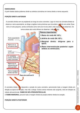 12
TRANCRIÇÕESMORFOLOGIAJOAONICOLI|2PERÌODO
ENDOCARDIO
A partir destes dados podemos dividir as artérias coronárias em ramos direito e ramos esquerdo.
PORÇÃO DIREITA ANTERIOR
A coronária direita vem se projetando ao longo do sulco coronário. Logo no inicio da coronária direita se
observa o ramo ascendente, se dirige a regiões muito próximas que circundam o nódulo sino atrial. Esse
ramo é muito pequeno, sendo conhecido como ramo do nó sino atrial. (não é possível se observar). Os
ramos atriais são muito difíceis de observar. (não cobra).
A coronária direita vem descendo a porção do sulco coronário, percorrendo toda a margem direita em
direção ao ápice do coração, mas não o atinge. Outros ramos menores vão surgindo, indo em direção ao
nódulo atrioventricular. RAMO DO NÓ ATRIOVENTRICULAR.
O RAMO MARGINAL percorre toda a margem direita da porção anterior direita do coração.
PORÇÃO DIREITA POSTERIOR
 