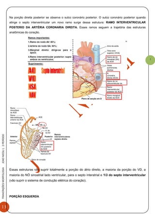13
TRANCRIÇÕESMORFOLOGIAJOAONICOLI|2PERÌODO
1
Na porção direita posterior se observa o sulco coronário posterior. O sulco coronário posterior quando
atinge o septo interventricular um novo ramo surge dessa estrutura: RAMO INTERVENTRICULAR
POSTERIO DA ARTÉRIA CORONARIA DIREITA. Esses ramos seguem a trajetória das estruturas
anatômicas do coração.
Essas estruturas vão suprir totalmente a porção do átrio direito, a maioria da porção do VD, a
maioria do NÓ sinoatrial lado ventricular, para o septo interatrial e 13 do septo interventricular
(vão suprir o sistema de condução elétrica do coração).
PORÇÃO ESQUERDA
 