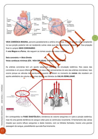 17
TRANCRIÇÕESMORFOLOGIAJOAONICOLI|2PERÌODO
1
VEIA CARDÍACA MAGNA, percorre paralelamente a artéria circunflexa. A partir que ela vai se projetando
na sua porção posterior ela vai recebendo outras veias que irão desembocar sangue nela. Sua projeção
final é o próprio SEIO CORONÁRIO.
A veia Magna e a Parva, não seguem os nomes usuais das veias e arterias.
Seio coronário -> Átrio Direito
Veias cardíacas mínimas (EX.: VEIA OBLIQUA) -> Direto nas Câmaras
As artérias coronárias tem um aporte sanguíneo diferente da circulação sistêmica. Nos casos das
coronárias é um pouco diferente devido aos seus ostio (provenientes do seio das artérias coronárias). Isso
ocorre porque as válvulas das semilunares quando se abrem no momento da sístole não recebem um
aporte satisfatório de volume sanguíneo devido aos folhetos da VALVA SEMILUNAR.
Em contrapartida na FASE DIASTÓLICA a tendencia do volume sanguineo é ir para a porção sistêmica,
mas há uma grande dentência do sangue voltar para os ventrículos novamente. O fechamento das valvas
impede que ocorra refluxo sanguineo e desta maneira, com os folhetos fechados, havera uma grande
passagem de sangue, possibilitando que este flua livremente.
 