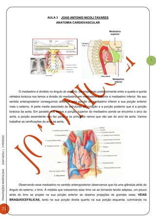 25
TRANCRIÇÕESMORFOLOGIAJOAONICOLI|2PERÌODO
1
AULA 3 JOAO ANTONIO NICOLI TAVARES
ANATOMIA CARDIOVASCULAR
O mediastino é dividido no ângulo do esterno. Se projetando posteriormente entre a quarta e quinta
vértebra torácica nos temos a divisão do mediastino em mediastino superior e mediastino inferior. No seu
sentido anteroposterior conseguimos observar uma porção do mediastino inferior e sua porção anterior
mais o esterno. A parte media associado às estruturas do coração e a porção posterior que é a porção
torácica da aorta. Em paralelo nos temos a porção superior do mediastino aonde se encontra o arco da
aorta, a porção ascendente não faz parte, e os principais ramos que vão sair do arco da aorta. Vamos
trabalhar as ramificações do arco da aorta.
Observando esse mediastino no sentido anteroposterior observamos que há uma glândula atrás do
ângulo do esterno, o timo. Á medida que crescemos esse timo vai se tornando tecido adiposo, um pouco
atrás do timo se projeta na sua porção anterior se observa projeções de grandes veias; VEIAS
BRAQUIOCEFÁLICAS, tanto na sua porção direita quanto na sua porção esquerda, culminando na
 