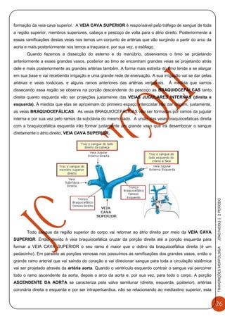 26
TRANCRIÇÕESMORFOLOGIAJOAONICOLI|2PERÌODO
formação da veia cava superior. A VEIA CAVA SUPERIOR é responsável pelo tráfego de sangue de toda
a região superior, membros superiores, cabeça e pescoço de volta para o átrio direito. Posteriormente a
essas ramificações destas veias nos temos um conjunto de artérias que vão surgindo a partir do arco da
aorta e mais posteriormente nos temos a traqueia e, por sua vez, o esôfago.
Quando fazemos a dissecção do esterno e do manúbrio, observamos o timo se projetando
anteriormente a esses grandes vasos, posterior ao timo se encontram grandes veias se projetando atrás
dele e mais posteriormente as grandes artérias também. A forma mais estreita do timo tende a se alargar
em sua base e vai recebendo irrigação e uma grande rede de enervação. A sua irrigação vai se dar pelas
artérias e veias torácicas, e alguns ramos anteriores das artérias vertebrais. Á medida que vamos
dissecando essa região se observa na porção descendente do pescoço as BRAQUIOCEFÁLCAS tanto
direita quanto esquerda vão ser projeções justamente das VEIAS JUGULARES INTERNAS (direita e
esquerda). À medida que elas se aproximam do primeiro espaço intercostal irão dar origem, justamente,
as veias BRAQUIOCEFÁLICAS. As veias BRAQUIOCEFÁLICAS vão ser formadas por ramos da jugular
interna e por sua vez pelo ramos da subclávia do mesmo lado. A união das veias braquiocefalicas direita
com a braquiocefálica esquerda irão formar justamente um grande vaso que irá desembocar o sangue
diretamente o átrio direito, VEIA CAVA SUPERIOR.
Todo sangue da região superior do corpo vai retornar ao átrio direito por meio da VEIA CAVA
SUPERIOR. Então devido à veia braquiocefálica cruzar da porção direita até a porção esquerda para
formar a VEIA CAVA SUPERIOR o seu ramo é maior que o dobro da braquiocefálica direita (é um
pedacinho). Em paralelo as porções venosas nos possuímos as ramificações dos grandes vasos, então o
grande ramo arterial que vai saindo do coração e vai direcionar sangue para toda a circulação sistêmica
vai ser projetado através da artéria aorta. Quando o ventrículo esquerdo contrair o sangue vai percorrer
todo o ramo ascendente da aorta, depois o arco da aorta e, por sua vez, para todo o corpo. A porção
ASCENDENTE DA AORTA se caracteriza pela valva semilunar (direita, esquerda, posterior), artérias
coronária direita e esquerda e por ser intrapericardica, não se relacionando ao mediastino superior, esta
 