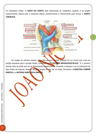 27
TRANCRIÇÕESMORFOLOGIAJOAONICOLI|2PERÌODO
1
no mediastino médio. O ARCO DA AORTA esta relacionada ao mediastino superior e se projeta
superiormente, depois para a esquerda depois posteriormente e inferiormente para formar a AORTA
TORÁCICA.
Ao chegar ao primeiro espaço intercostal há uma grande projeção de um tronco que cruza da
porção esquerda para a porção direita, conhecido como TRONCO BRAQUIOCEFÁLICO. É o primeiro
grande ramo da aorta que vai se direcionando superiormente, cruzando a traqueia e vai se posicionar do
lado direito da traqueia. Quando atinge a porção direita, ele se divide, formando a CAROTIDA COMUM
DIREITA e a ARTERIA SUBCLÁVIA DIREITA.
To
 