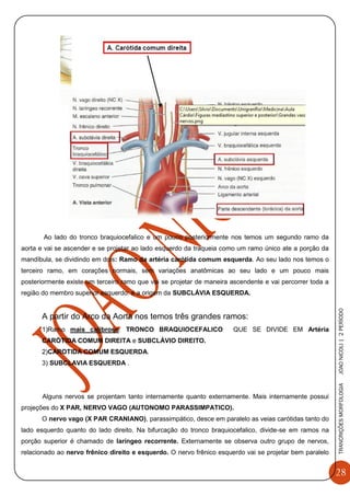 28
TRANCRIÇÕESMORFOLOGIAJOAONICOLI|2PERÌODO
Ao lado do tronco braquiocefalico e um pouco posteriormente nos temos um segundo ramo da
aorta e vai se ascender e se projetar ao lado esquerdo da traqueia como um ramo único ate a porção da
mandíbula, se dividindo em dois: Ramo da artéria carótida comum esquerda. Ao seu lado nos temos o
terceiro ramo, em corações normais, sem variações anatômicas ao seu lado e um pouco mais
posteriormente existe um terceiro ramo que vai se projetar de maneira ascendente e vai percorrer toda a
região do membro superior esquerdo: é a origem da SUBCLÁVIA ESQUERDA.
A partir do Arco da Aorta nos temos três grandes ramos:
1)Ramo mais calibroso: TRONCO BRAQUIOCEFALICO QUE SE DIVIDE EM Artéria
CARÓTIDA COMUM DIREITA e SUBCLÁVIO DIREITO.
2)CAROTIDA COMUM ESQUERDA.
3) SUBCLAVIA ESQUERDA .
Alguns nervos se projentam tanto internamente quanto externamente. Mais internamente possui
projeções do X PAR, NERVO VAGO (AUTONOMO PARASSIMPATICO).
O nervo vago (X PAR CRANIANO), parassimpático, desce em paralelo as veias carótidas tanto do
lado esquerdo quanto do lado direito. Na bifurcação do tronco braquiocefalico, divide-se em ramos na
porção superior é chamado de laríngeo recorrente. Externamente se observa outro grupo de nervos,
relacionado ao nervo frênico direito e esquerdo. O nervo frênico esquerdo vai se projetar bem paralelo
 