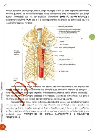 29
TRANCRIÇÕESMORFOLOGIAJOAONICOLI|2PERÌODO
1
ao inicio dos ramos do nervo vago, mas ao chegar na porção do arco da Aorta, se projeta anteriormente
ao tronco pulmonar. Na descendência desses nervos principalmente entre os mediastinos, eles sofrem
diversas ramificações que vão ser projetadas anteriormente (RAIZ DO NERVO FRENICO) e
posteriormente (NERVO VAGO) para todo o sistema pulmonar e do coração, e a partir dessas projeções
vão se formar os plexos nervosos.
O nervo frênico se projeta a frente do arco da aorta passando lateralmente ao átrio esquerdo e na
margem esquerda ele perfura o diafragma para promover suas ramificações inferiores ao diafragma. O
nervo vago posterior e toda porção simpática à nível dos corpos vertebrais. (ramos e nervos simpáticos).
Nervo frênico inerva o diafragma associado à motricidade, da contração diafragmática para gerar a
movimentação. Um dos seus ramos é o pericárdiofrenico que ira enervar o pericárdio.
Na descendência desses nervos na transição do mediastino superior para o mediastino inferior os
ramos da porção direita e esquerda do nervo vago sofrem diversas ramificações, elas se projetam para
todo sistema pulmonar, coração e desce para toda parte do esôfago. A partir dessas projeções se formam
os plexos (pulmonar direito e esquerdo, ao centro o cadriaco e mais inferiormente formando a rede
esofágica), todas RAMIFICAÇÕES DO SISTEMA PARASSIMPATICO E MOVIMENTOS
PERISTALTICOS.
 