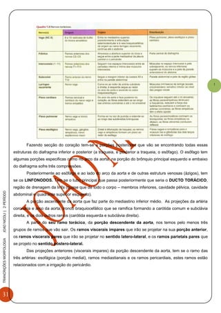 31
TRANCRIÇÕESMORFOLOGIAJOAONICOLI|2PERÌODO
1
Fazendo secção do coração tem-se a porções posteriores que vão se encontrando todas essas
estruturas do diafragma inferior e posterior (a traqueia, e posterior a traqueia, o esôfago). O esôfago tem
algumas porções especificas como no arco da aorta, na porção do brônquio principal esquerdo e embaixo
do diafragma sofre três compressões.
Posteriormente ao esôfago e ao lado do arco da aorta e de outras estruturs venosas (ázigos), tem
se os LINFONODOS. Tem se o tubo principal que passa posteriormente que seria o DUCTO TORÁCICO,
região de drenagem da linfa (quase que de todo o corpo – membros inferiores, cavidade pélvica, cavidade
abdominal e quadrante superior esquerdo).
A porção ascendente da aorta que faz parte do mediastino inferior médio. As projeções da artéria
coronária e arco da aorta, tronco braquiocefálico que se ramifica formando a carótida comum e subclávia
direita, e os dois outros ramos (carótida esquerda e subclávia direita).
A partir do seu ramo torácico, da porção descendente da aorta, nos temos pelo menos três
grupos de ramos que vão sair. Os ramos viscerais impares que irão se projetar na sua porção anterior,
os ramos viscerais pares que irão se projetar no sentido latero-lateral, e os ramos parietais pares que
se projeto no sentido póstero-lateral.
Das projeções anteriores (viscerais impares) da porção descendente da aorta, tem se o ramo das
três artérias: esofágica (porção medial), ramos mediastianais e os ramos pericardiais, estes ramos estão
relacionados com a irrigação do pericárdio.
 