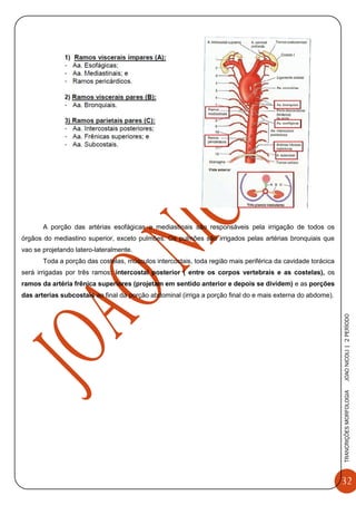 32
TRANCRIÇÕESMORFOLOGIAJOAONICOLI|2PERÌODO
A porção das artérias esofágicas e mediastinais são responsáveis pela irrigação de todos os
órgãos do mediastino superior, exceto pulmões. Os pulmões são irrigados pelas artérias bronquiais que
vao se projetando latero-lateralmente.
Toda a porção das costelas, músculos intercostais, toda região mais periférica da cavidade torácica
será irrigadas por três ramos: intercostal posterior ( entre os corpos vertebrais e as costelas), os
ramos da artéria frênica superiores (projetam em sentido anterior e depois se dividem) e as porções
das arterias subcostais ao final da porção abdominal (irriga a porção final do e mais externa do abdome).
 