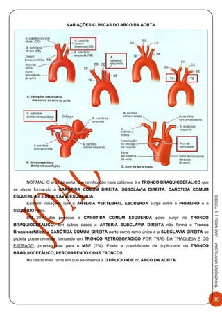 36
TRANCRIÇÕESMORFOLOGIAJOAONICOLI|2PERÌODO
VARIAÇÕES CLÍNICAS DO ARCO DA AORTA
NORMAL: O arco da aorta, sua ramificação mais calibrosa é o TRONCO BRAQUIOCEFÁLICO que
se divide formando a CAROTIDA COMUM DIREITA, SUBCLÁVIA DIREITA, CAROTIDA COMUM
ESQUERDA e a SUBCLÁVIA ESQUERDA.
Existem variações que a ARTERIA VERTEBRAL ESQUERDA surge entre o PRIMEIRO e o
SEGUNDO ramo.
EM 20% das pessoas a CARÓTIDA COMUM ESQUERDA pode surgir no TRONCO
BRAQUIOCEFALICO. Em outros casos a ARTERIA SUBCLÁVIA DIREITA não forma o Tronco
Braquiocefálico, a CARÓTIDA COMUM DIREITA parte como ramo único e a SUBCLAVIA DIREITA se
projeta posteriormente formando um TRONCO RETROSOFAGICO POR TRAS DA TRAQUEIA E DO
ESOFAGO, projetando-se para o MSE (2%). Existe a possibilidade da duplicidade do TRONCO
BRAQUIOCEFÁLICO, PERCORRENDO DOIIS TRONCOS.
Há casos mais raros em que se observa a D UPLICIDADE do ARCO DA AORTA.
 
