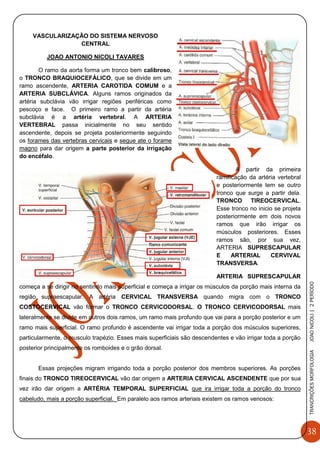 38
TRANCRIÇÕESMORFOLOGIAJOAONICOLI|2PERÌODO
VASCULARIZAÇÃO DO SISTEMA NERVOSO
CENTRAL
JOAO ANTONIO NICOLI TAVARES
O ramo da aorta forma um tronco bem calibroso,
o TRONCO BRAQUIOCEFÁLICO, que se divide em um
ramo ascendente, ARTERIA CAROTIDA COMUM e a
ARTERIA SUBCLÁVICA. Alguns ramos originados da
artéria subclávia vão irrigar regiões periféricas como
pescoço e face. O primeiro ramo a partir da artéria
subclávia é a artéria vertebral. A ARTERIA
VERTEBRAL passa inicialmente no seu sentido
ascendente, depois se projeta posteriormente seguindo
os forames das vertebras cervicais e segue ate o forame
magno para dar origem a parte posterior da irrigação
do encéfalo.
A partir da primeira
ramificação da artéria vertebral
e posteriormente tem se outro
tronco que surge a partir dela.
TRONCO TIREOCERVICAL.
Esse tronco no inicio se projeta
posteriormente em dois novos
ramos que irão irrigar os
músculos posteriores. Esses
ramos são, por sua vez,
ARTERIA SUPRESCAPULAR
E ARTERIAL CERVIVAL
TRANSVERSA.
ARTERIA SUPRESCAPULAR
começa a se dirigir no sentindo mais superficial e começa a irrigar os músculos da porção mais interna da
região supraescapular. A artéria CERVICAL TRANSVERSA quando migra com o TRONCO
COSTOCERVICAL vão formar o TRONCO CERVICODORSAL. O TRONCO CERVICODORSAL mais
lateralmente se divide em outros dois ramos, um ramo mais profundo que vai para a porção posterior e um
ramo mais superficial. O ramo profundo é ascendente vai irrigar toda a porção dos músculos superiores,
particularmente, o musculo trapézio. Esses mais superficiais são descendentes e vão irrigar toda a porção
posterior principalmente os romboides e o grão dorsal.
Essas projeções migram irrigando toda a porção posterior dos membros superiores. As porções
finais do TRONCO TIREOCERVICAL vão dar origem a ARTERIA CERVICAL ASCENDENTE que por sua
vez irão dar origem a ARTÉRIA TEMPORAL SUPERFICIAL que ira irrigar toda a porção do tronco
cabeludo, mais a porção superficial. Em paralelo aos ramos arteriais existem os ramos venosos:
 