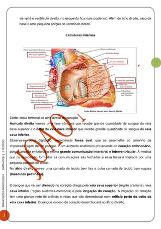 3
TRANCRIÇÕESMORFOLOGIAJOAONICOLI|2PERÌODO
1
visível é o ventrículo direito, ( o esquerdo fica mais posterior). Além do átrio direito, vaso da
base e uma pequena porção do ventrículo direito.
Estruturas Internas
Corte: crista terminal do átrio direito do coração
Aurícula direita tem-se uma fase côncava que recebe grande quantidade de sangue da veia
cava superior e o óstio da veia cava inferior que recebe grande quantidade de sangue da veia
cava inferior.
Observa-se outra digitação, denominada fossa oval, que se assemelha ao tamanho da
impressão digital de um polegar. É um acidente anatômico proveniente do coração embrionário,
pois o coração embrionário é uma grande comunicação interatrial e interventricular. Á medida
que os septos são formados as comunicações são fechadas e essa fossa é formada por uma
pequena película de tecido.
No átrio direito tem-se uma camada de tecido bem lisa e outra camada de tecido bem rugosa
(músculos pectíneos).
O sangue que vai ser drenado no coração chega pela veia cava superior (região craniana), veia
cava inferior (região sistêmica-membros) e pela irrigação do coração. A irrigação do coração
tem uma grande rede de artérias e veias que vão desembocar num orifício perto do ostio da
veia cava inferior. O sangue venoso do coração desembocará no átrio direito.
 