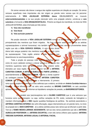 39
TRANCRIÇÕESMORFOLOGIAJOAONICOLI|2PERÌODO
1
Os ramos venosos vão drenar o sangue das regiões superiores em direção ao coração. Os ramos
venosos superficiais mais importantes vão dar origem ao grande ramo venoso que irá percorrer
externamente. A VEIA JULGULAR EXTERNA desce OBLIQUAMENTE ao musculo
esternocleidomastoideo e na sua porção clavicular sofre uma projeção anterior, unindo-se a veia
subclávia e formando a VEIA BRAQUIOCEFÁLICA. Próximo ao ângulo da mandíbula, no inicio da VEIA
JUGULAR EXTERNA, esta é formada por três ramos:
1) Veia reto mandibular
2) Veia fácial
3) Veia auricular posterior
Na porção clavicular a VEIA JUGULAR EXTERNA começa a receber sangue de outros ramos
principalmente dos membros que foram irrigados. Na face posterior assim como temos as artérias
supraescapulares e cervival transversal, nos também temos seguimentos venosos provenientes dessa
região que são a VEIA CERVICO DORSAL. A veia cervico dorsal
drena todo sangue posterior dos membros superiores e assim como
da supraescapular. Toda região anterior é pela subclávia que
desembocara na veia braquiocefalica.
Toda a proção do pescoço mais externa superficial, assim
como do couro cabeludo começa a drenar sangue e da porção dos
membros superiores tanto no sentido dorsal como anterior serão
drenados por essa região. Na porçaõ anterior tem-se a ARTERIA
CAROTIDA COMUM, A ARTERIA SUBCLAVIA, PARTE LATERAL e
ascendentemente a CAROTIDA COMUM. Próximo a borda superior
da cartilagem tireoide tem-se a divisão da ARTERIA CAROTIDA
COMUM. Ela se projeta posteriormente e internamente. O primeiro
ramo que se projeta internamente é mais calibroso que o externo, se divide em Artéria Carótida Interna e
Externa. Nessa bifurcação tem se vário ramo sensitivo no BROMO CARÓTIDO, no seio carotídeo
apresenta receptores que vão informar ao hipotálamo variações de pressão, os BARORRECEPTORES.
Em paralelo aos barorreceptores tem o GLOBO CARÓTICO que é uma estrutura que
funciona como quimiorreceptor, ou seja, verifica variações de PH, ácido, conteúdo de hidrogênio e
mandam informações para o SNC regular questões fisiológicas da periferia. No sentindo ascendente a
ARTÉRIA CARÓTIDA INTERNA não sofre bifurcação, segue internamente por um grande ramo, no inicio
da projeção tem o SEIO CARÓTIDO. Já a artéria carótida possui seis ramos que se bifurcam a partir dela.
Tem-se o RAMO MEDIO-LARINGE ASCENDENTE, tem-se dois ramos posteriores que são a ARTERIA
AURICULAR POSTERIOR e a ARTERIA OCCIPITAL e tem três ramos (inferior para supeior): ARTERIA
TIREOIDE SUPERIOR, ARTERIA LIGUAL E ARTERIAL FACIAL.
 