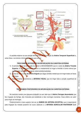 40
TRANCRIÇÕESMORFOLOGIAJOAONICOLI|2PERÌODO
A carótida externa na sua porção terminal tem-se a formação da Artéria Temporal Superficial e,
antes disso, nos temos a formação desses seis ramos:
TRES RAMOS ANTERIORES DA BIFURCAÇÃO DA CAROTIDA EXTERNA
1) O primeiro ramo da bifurcação é anterior e DESCENDENTE que é o ramo da Artéria Tireoide
Superior. À medida que desce anterior e medialmente ira irrigar a tireoide e outros ramos que
partem dele irão irrigar o músculo esternocleidomastoideo.
2) Acima se tem o ramo da artéria lingual que segue sentido medial que irá irrigar todas as faces
da língua.
3) Superiormente encontramos a ARTERIA FACIAL que irá irrigar toda a porção superficial da
face.
TRES RAMOS POSTERIORES DA BIFURCAÇÃO DA CAROTIDA EXTERNA
No sentindo medial uma pequena projeção ira sair dela que é Artéria Faringea Ascendente que
faz irrigação da faringe, dos músculos pre-vestebrais e das meninges cranianas. Essa artéria vai subir
para irrigar as meninges.
Posteriormente e mais superior tem-se os RAMOS DA ARTERIA OCCIPITAL que é responsável
pela irrigação da metade posterior do couro cabeludo e a ARTERIA AURICULAR POSTERIOR QUE
 