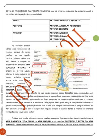 41
TRANCRIÇÕESMORFOLOGIAJOAONICOLI|2PERÌODO
1
ESTA SE PROJETANDO NA PORÇÃO TEMPORAL que irá irrigar os músculos da região temporal, o
nervo fácil e toda porção do couro cabeludo.
MEDIAL ARTÉRIA FARINGE ASCENDENTE
POSTERIO ARTÉRIA AURICULAR POSTERIOR
ARTÉRIA OCCIPITAL
ANTERIOR ARTÉRIA SUPERIOR
ARTÉRIA LINGUAL
ARTÉRIA FACIAL
No encéfalo existem
vários seios venosos que vã
receber sangue de varias
regiões. Na sua porção
cervical existem seios que
irão drenar o sangue na
superfície em direção à VEIA
JUGULAR INTERNA. A
origem de a veia jugular
interna é muito próxima do
meato acústico externo,
aonde sofre uma grande
dilatação, formando o
BULBO DA VEIA JUGULAR
INTERNA. Esses bulbos
tanto na sua porção inferior quanto na sua porção superior essas dilatações estão associadas com
válvulas venosas nessas regiões que impedem que o sangue fique estagnado nessa região cervical e ate
mesmo na região cerebral, promovendo um fluxo sanguíneo de maneira unidirecional para o coração.
Desta maneira, pode se colocar a pessoa de cabeça para baixo que o sangue sempre estará retornando
para o coração devido a presença desses dois bulbos que sempre irão direcionar o sangue de volta ao
AD. Quando a valva se abre o sangue flui naquela direção e quando tende a retornar de maneira
retrógada essa valva vai se fechar.
Então a veia jugular interna começa a receber sangue de diversas regiões. Anteriormente temos a
VEIA FARINGEA, VEIA FACIAL e VEIA LINGUAL e as porções SUPERIOR E MEDIA DA VEIA
TIREOIDE. Essas veias drenam o sangue da região anterior cervical e de toda a face e couro cabeludo
 