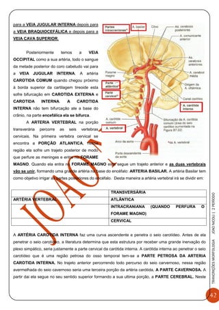 42
TRANCRIÇÕESMORFOLOGIAJOAONICOLI|2PERÌODO
para a VEIA JUGULAR INTERNA depois para
a VEIA BRAQUIOCEFÁLICA e depois para a
VEIA CAVA SUPERIOR.
Posteriormente temos a VEIA
OCCIPITAL como a sua artéria, todo o sangue
da metade posterior do coro cabeludo vai para
a VEIA JUGULAR INTERNA. A artéria
CAROTIDA COMUM quando chegou próximo
à borda superior da cartilagem tireoide esta
sofre bifurcação em CAROTIDA EXTERNA e
CAROTIDA INTERNA. A CAROTIDA
INTERNA não tem bifurcação ate a base do
crânio, na parte encefálica ela se bifurca.
A ARTERIA VERTEBRAL na porção
transverária percorre as seis vertebras
cervicais. Na primeira vertebra cervical se
encontra a PORÇÃO ATLANTICA, nessa
região ela sofre um trajeto posterior de modo
que perfure as meninges e entre no FORAME
MAGNO. Quando ela entra no FORAME MAGNO esta segue um trajeto anterior e as duas vertebrais
vão se unir, formando uma grande artéria na base do encéfalo: ARTERIA BASILAR. A artéria Basilar tem
como objetivo irrigar as partes posteriores do encéfalo. Desta maneira a artéria vertebral irá se dividir em:
TRANSVERSÁRIA
ARTÉRIA VERTEBRAL ATLÂNTICA
INTRACRANIANA (QUANDO PERFURA O
FORAME MAGNO)
CERVICAL
A ARTÉRIA CAROTIDA INTERNA faz uma curva ascendente e penetra o seio carotídeo. Antes de ela
penetrar o seio carotídeo, a literatura determina que esta estrutura por receber uma grande inervação do
plexo simpático, seria justamente a parte cervical da carótida interna. A carótida interna ao penetrar o seio
carotídeo que é uma região petrosa do osso temporal tem-se a PARTE PETROSA DA ARTERIA
CAROTIDA INTERNA. No trajeto anterior percorrendo todo percurso do seio carvernoso, nessa região
avermelhada do seio cavernoso seria uma terceira porção da artéria carótida, A PARTE CAVERNOSA. A
partir dai ela segue no seu sentido superior formando a sua ultima porção, a PARTE CEREBRAL. Neste
 