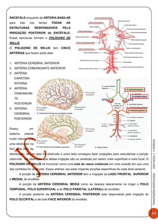 44
TRANCRIÇÕESMORFOLOGIAJOAONICOLI|2PERÌODO
ENCEFÁLO enquanto da ARTERIA BASILAR
para trás nos temos TODAS AS
ESTRUTURAS RESPONSÁVEIS PELA
IRRIGAÇÃO POSTERIOR do ENCÉFALO.
Essas estruturas formam o POLÍGONO DE
WILLIS.
O POLIGONO DE WILLIS tem CINCO
ARTÉRIAS que fazem parte dele:
1. ARTÉRIA CEREBRAL ANTERIOR
2. ARTÉRIA COMUNICANTE ANTERIOR
3. ARTÉRIA
CARÓTIDA
INTERNA
4. ARTÉRIA
COMUNICAN
TE
POSTERIOR
5. ARTÉRIA
CEREBRAL
POSTERIOR
Possui um
sistema arterial
muito intenso que
uma obstrução na
ACI afeta 50% da
distribuição. Se um lado for obstruído o outro lado consegue fazer projeções para vascularizar a porção
obstruída. Na obstrução que afetaa irrigação são os cerebrais por serem mais superficial e mais focal. O
POLÍGONO DE WILLIS irá funcionar como uma rede de vasos colaterais em uma ocasião em que uma
das carótidas for obstruída. Essas artérias vao estar irrigando porções específicas de cada área cerebral.
A porção da ARTERIA CEREBRAL ANTERIOR tem a irrigação do LADO FRONTAL, SUPERIOR
e MEDIAL do encéfalo.
A porção da ARTÉRIA CEREBRAL MEDIA como se desloca lateralmente ira irrigar o POLO
TEMPORAL, POLO SUPERFICIAL e do POLO PARIETAL (LATERAL) do encéfalo.
A porção posterior da ARTÉRIA CEREBRAL POSTERIOR esta responsável pela irrigação do
POLO OCCIPITAL e de toda FACE INFERIOR do encéfalo.
 