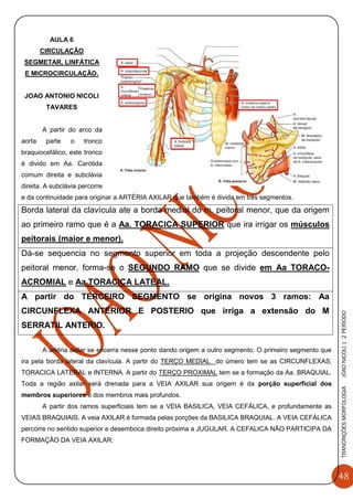 48
TRANCRIÇÕESMORFOLOGIAJOAONICOLI|2PERÌODO
AULA 6
CIRCULAÇÃO
SEGMETAR, LINFÁTICA
E MICROCIRCULAÇÃO.
JOAO ANTONIO NICOLI
TAVARES
A partir do arco da
aorta parte o tronco
braquiocefálico, este tronco
é divido em Aa. Carótida
comum direita e subclávia
direita. A subclávia percorre
e da continuidade para originar a ARTÉRIA AXILAR que também é divida em três segmentos.
Borda lateral da clavícula ate a borda medial do m. peitoral menor, que da origem
ao primeiro ramo que é a Aa. TORACICA SUPERIOR que ira irrigar os músculos
peitorais (maior e menor).
Dá-se sequencia no segmento superior em toda a projeção descendente pelo
peitoral menor, forma-se o SEGUNDO RAMO que se divide em Aa TORACO-
ACROMIAL e Aa TORACICA LATEAL.
A partir do TERCEIRO SEGMENTO se origina novos 3 ramos: Aa
CIRCUNFLEXA ANTERIOR E POSTERIO que irriga a extensão do M
SERRATIL ANTERIO.
A artéria axilar se encerra nesse ponto dando origem a outro segmento. O primeiro segmento que
ira pela borda lateral da clavícula. A partir do TERÇO MEDIAL do úmero tem se as CIRCUNFLEXAS,
TORACICA LATERAL e INTERNA. A partir do TERÇO PROXIMAL tem se a formação da Aa. BRAQUIAL.
Toda a região axilar será drenada para a VEIA AXILAR sua origem é da porção superficial dos
membros superiores e dos membros mais profundos.
A partir dos ramos superficiais tem se a VEIA BASILICA, VEIA CEFÁLICA, e profundamente as
VEIAS BRAQUIAIS. A veia AXILAR é formada pelas porções da BASILICA BRAQUIAL. A VEIA CEFÁLICA
percorre no sentido superior e desemboca direito próxima a JUGULAR. A CEFALICA NÃO PARTICIPA DA
FORMAÇÃO DA VEIA AXILAR.
 