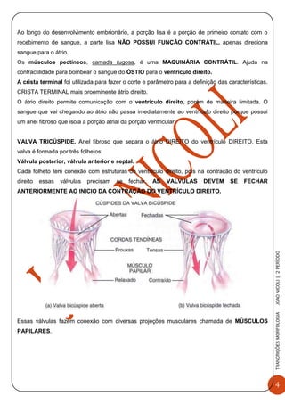 4
TRANCRIÇÕESMORFOLOGIAJOAONICOLI|2PERÌODO
Ao longo do desenvolvimento embrionário, a porção lisa é a porção de primeiro contato com o
recebimento de sangue, a parte lisa NÃO POSSUI FUNÇÃO CONTRÁTIL, apenas direciona
sangue para o átrio.
Os músculos pectíneos, camada rugosa, é uma MAQUINÁRIA CONTRÁTIL. Ajuda na
contractilidade para bombear o sangue do ÓSTIO para o ventrículo direito.
A crista terminal foi utilizada para fazer o corte e parâmetro para a definição das características.
CRISTA TERMINAL mais proeminente átrio direito.
O átrio direito permite comunicação com o ventrículo direito, porém de maneira limitada. O
sangue que vai chegando ao átrio não passa imediatamente ao ventrículo direito porque possui
um anel fibroso que isola a porção atrial da porção ventricular.
VALVA TRICÚSPIDE. Anel fibroso que separa o átrio DIREITO do ventrículo DIREITO. Esta
valva é formada por três folhetos:
Válvula posterior, válvula anterior e septal.
Cada folheto tem conexão com estruturas do ventrículo direito, pois na contração do ventrículo
direito essas válvulas precisam se fechar. AS VALVULAS DEVEM SE FECHAR
ANTERIORMENTE AO INICIO DA CONTRAÇÃO DO VENTRÍCULO DIREITO.
Essas válvulas fazem conexão com diversas projeções musculares chamada de MÚSCULOS
PAPILARES.
 