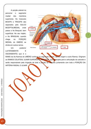 49
TRANCRIÇÕESMORFOLOGIAJOAONICOLI|2PERÌODO
1
A porção arterial ira
percorrer o segmento
medial dos membros
superiores. Os músculos
BICEPS e TRICEPS são
separados pelo SULCO
BICEPTALMEDIAL onde
passa a Aa Braquial, bem
superficial. No seu trajeto,
a Aa BRAQUIAL quando
chega na PORÇÃO
MEDIAL do ÚMERO se
divide em outros ramos.
Um posterior
(LATERAMENTE E
ASCENDENTE) que é o
RAMO da Aa Nutrícia do UMÉRO continua no segmento inferior, dando origem a outro Ramos. Originam
os RAMOS COLATEAL ULNAR SUPERIOR E INFERIOR, que se projeta para a articulação do cotovelo e
serão responsáveis pela irrigação de toda a porção do cotovelo juntamente com toda a PORÇÃO DA
ARTÉRIA RADIAL E ULNAR.
 