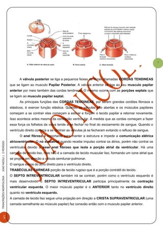 5
TRANCRIÇÕESMORFOLOGIAJOAONICOLI|2PERÌODO
1
A válvula posterior se liga a pequenos feixes de fibras chamadas CORDAS TENDINEAS
que se ligam ao musculo Papilar Posterior. A valvula anterior se liga ao seu musculo papilar
anterior por meio também das cordas tendineas. O mesmo ocorre com as porções septais que
se ligam ao musculo papilar septal.
As principais funções das CORDAS TENDINEAS, por serem grandes cordões fibrosos e
elásticos, é exercer função elástica. Quando as válvulas são abertas e os músculos papilares
começam a se contrair elas começam a esticar e forçam o tecido papilar a retornar novamente.
Isso acontece antes mesmo da contração ventricular. Á medida que as cordas começam a fazer
essa força os folhetos da valva tende a se fechar no final do escoamento de sangue. Quando o
ventrículo direito começa a se contrair as válvulas já se fecharam evitando o refluxo de sangue.
O anel fibroso é importante para manter a estrutura e impede a comunicação elétrica
atrioventricular. O nó sinoatrial quando recebe impulso contrai os átrios, porém não contrai os
ventrículos devido a esse anel fibroso que isola a porção atrial da ventricular. Há uma
camada de tecido liso, mas não é a camada de tecido muscular liso, formando um cone atrial que
se projeta em direção a válvula semilunar pulmonar.
O sangue escoa do átrio direito para o ventrículo direito.
TRABÉCULAS CARNEAS porção de tecido rugoso que é a porção contrátil do tecido.
O SEPTO INTREVENTRICULAR também irá se contrair, porém como o ventrículo esquerdo é
mais desenvolvido o SEPTO INTREVENTRICULAR participa principalmente da contração
ventricular esquerda. O maior músculo papilar é o ANTERIOR tanto no ventrículo direito
quanto no ventrículo esquerdo.
A camada de tecido liso segue uma projeção em direção a CRISTA SUPRAVENTRICULAR (uma
camada semelhante ao músculo papilar) faz conexão então com o musculo papilar anterior.
 