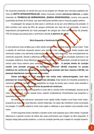 6
TRANCRIÇÕESMORFOLOGIAJOAONICOLI|2PERÌODO
Os músculos presentes no tecido liso que irá se projetar em direção aos músculos papilares por
meio do SEPTO INTRAVENTRICULAR. Esses músculos contem estruturas elétricas, a região
chamada de TRABECULAS SEMINARGINAL (BANDA MODERADORA), conduz uma grande
quantidade de feixes de Purkinje, que será distribuída também para o musculo papilar anterior.
A passagem de sangue do átrio para o ventrículo se da por uma diferença de pressão. O
átrio contribui com cerca de 25% do sangue ventricular por meio de sua contração. A valva é
responsável principalmente por essa passagem de sangue por meio da diferença de pressão,
75% do sangue que passa para o ventrículo e devido à abertura da valva.
Átrio Esquerdo e Ventrículo Esquerdo
É uma estrutura mais simples que o átrio direito embora sua cavidade seja um pouco maior. Toda
a parede do ventrículo esquerdo possui uma camada mais espessa que o direito porque este
ventrículo recebe uma demanda (sobrecarga) não só do átrio esquerdo, mas principalmente do
ventrículo esquerdo. Devido à diferença de pressão que ira ocorrer da circulação pulmonar e da
circulação sistêmica. Essa diferença de pressão exige muito da capacidade contrátil do tecido de
vencer essa força externa para conseguir bombear sangue. A porção direita do coração
recebe uma pressão pequena da circulação pulmonar (40-60) enquanto na porção
sistêmica do ventrículo esquerdo as oscilações de pressão são bem maiores (120-60), em
pessoas hipertensas consegue ser ainda maior.
Essas estruturas (V e A) esquerdo são muito mais sobrecarregadas, com isso
precisam ter maquinaria contrátil muito mais elevadas. Esse tecido do miocárdio presente no
ventrículo esquerdo também vai se adaptando ao longo do tempo para vencer essa pressão e
uma das adaptações é o espessamento da parede do ventrículo.
A pressão no ventrículo esquerdo é muito alta e o tecido sofre remodelação, precisa-se de
mais músculos para vencer aquela força, existem sinalizadores intracelulares que propiciam a
hipertrofia do ventrículo.
As artérias são estruturas vasculares mais rígidas então impõem uma força muito maior,
enquanto as veias são mais flexíveis, sofrem distensão. As veias não interferem muito na pressão
do coração. O sistema arterial é muito mais rígido e calibroso o que impõem uma pressão muito
maior.
O átrio esquerdo possui também a parede muito mais espessa que o átrio direito. A grande
diferença é o grande numero de óstios das veias pulmonares que chegam ao átrio esquerdo. O
sangue chega pela porção posterior, o cone do coração permite que o trajeto do coração superior,
 