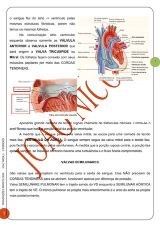 7
TRANCRIÇÕESMORFOLOGIAJOAONICOLI|2PERÌODO
1
o sangue flui do átrio -> ventrículo pelas
mesmas estruturas fibróticas, porem não
temos os mesmos folhetos.
Na comunicação átrio ventricular
esquerda observa somente as VÁLVULA
ANTERIOR e VALVULA POSTERIOR que
dará origem a VALVA TRICUSPIDE ou
Mitral. Os folhetos fazem conexão com seus
músculos papilares por meio das CORDAS
TENDINEAS.
Apesenta grande camada de tecido rugoso chamada de trabéculas cárneas. Forma-se o
anel fibroso que isola a porção atrial da porção ventricular.
A medida que o sangue passa pela valva mitral, se escoa para uma camada de tecido
mais liso, VESTIBULO DA AORTA. O sangue sempre segue da valva mitral para o tecido liso,
pois facilita o escoamento pelas semilunares. À medida que a porção rugosa contrai, a porção lisa
ejeta o sangue, se fosse ao contrario haveria uma turbulência e o fluxo ficaria comprometido.
VALVAS SEMILUNARES
São valvas que se projetam no ventrículo para a saída de sangue. Elas NÃO precisam de
CORDAS TENDINEAS para se abrirem, funcionam apenas por diferença de pressão.
Valva SEMILUNARE PULMONAR tem o trajeto saindo do VD enquanto a SEMILUNAR AÓRTICA
tem o trajeto do VE. O tronco pulmonar se projeta mais anteriormente e o arco da aorta se projeta
mais posteriormente.
 
