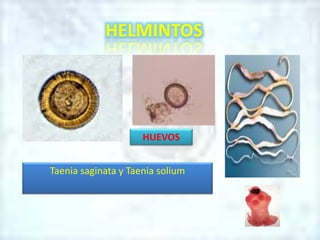 HELMINTOS
Taenia saginata y Taenia solium
HUEVOS
 