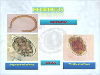 HELMINTOS
Ancylostoma duodenale
HUEVOS Necator americanus
UNCINARIAS
 