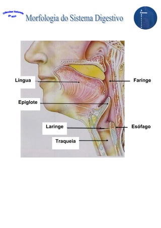 Língua                    Faringe



 Epiglote




            Laringe       Esófago


               Traqueia
 