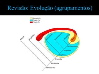 Revisão: Evolução (agrupamentos)
 