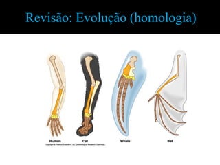 Revisão: Evolução (homologia)
 