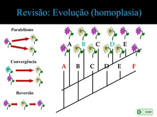 Revisão: Evolução (homoplasia)
Paralelismo


                   A       B       C       D       E

Convergência
               A       B       C       D       E       F



  Reversão



                                                           STOP
 