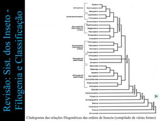 Revisão: Sist. dos Inseto -
Filogenia e Classificação




                              Cladograma das relações filogenéticas das ordens de Insecta (compilado de várias fontes)
 