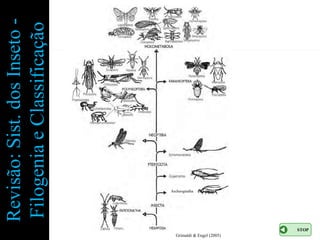 Revisão: Sist. dos Inseto -
                                 Filogenia e Classificação




                                    Archeognatha




Grimaldi & Engel (2005)
                          STOP
 
