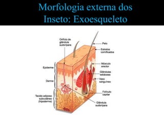 Morfologia externa dos
 Inseto: Exoesqueleto
 