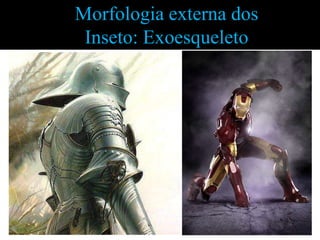 Morfologia externa dos
 Inseto: Exoesqueleto
 