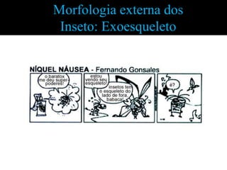 Morfologia externa dos
 Inseto: Exoesqueleto
 