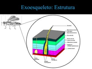 Exoesqueleto: Estrutura
 