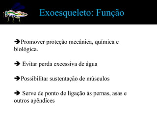 Exoesqueleto: Função

Promover proteção mecânica, química e
biológica.

 Evitar perda excessiva de água

Possibilitar sustentação de músculos

 Serve de ponto de ligação às pernas, asas e
outros apêndices
 