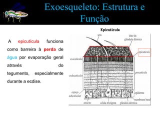 Exoesqueleto: Estrutura e
                           Função

A    epicutícula    funciona
como barreira à perda de
água por evaporação geral
através                  do
tegumento,   especialmente
durante a ecdise.
 