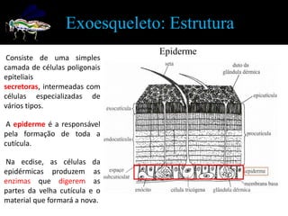 Exoesqueleto: Estrutura
                                          Epiderme
 Consiste de uma simples
camada de células poligonais
epiteliais
secretoras, intermeadas com
células especializadas de
vários tipos.                  Epiderme



 A epiderme é a responsável
pela formação de toda a
cutícula.

Na ecdise, as células da
epidérmicas produzem as
enzimas que digerem as
partes da velha cutícula e o
material que formará a nova.
 