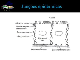 Junções epidérmicas
 