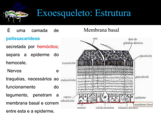 Exoesqueleto: Estrutura
É    uma    camada     de      Membrana basal
polissacarídeos
secretada por hemócitos;
separa a epiderme do
hemocele.
Nervos                     e
traquéias, necessários ao
funcionamento          do
tegumento, penetram a
membrana basal e correm
entre esta e a epiderme.
 