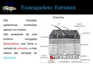 Exoesqueleto: Estrutura
                                 Enócitos
São                 inclusões
epidérmicas,       conhecidas
apenas nos insetos.
São   produtores    de     uma
proteína           conjugada
(lipoproteína), que forma a
camada de cuticulina, a mais
interna    das   camadas    da
epicutícula.
 