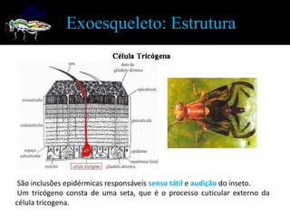 Exoesqueleto: Estrutura




 São inclusões epidérmicas responsáveis senso tátil e audição do inseto.
 Um tricógeno consta de uma seta, que é o processo cuticular externo da
célula tricogena.
 
